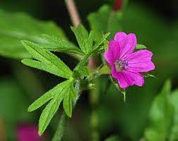 Geranium Meaning In Hindi