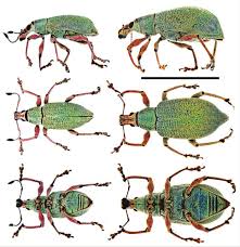 Exophthalmus has no english definition. Exophthalmus Cupreipes Champion Coleoptera Curculionidae In Citrus Crops In Mexico