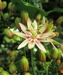 Image result for Hernandiaceae