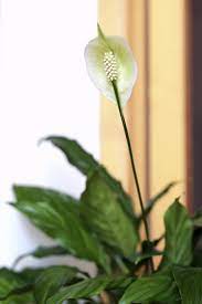 We did not find results for: Guide To Pruning A Peace Lily Should Peace Lilies Be Pruned