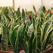 Image result for Vahadenia laurentii