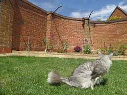 Uberkletterschutz System Bausatz Zum Selbstaufbau An Vorhandenen Zaunen Mauern Oder Anderen Katzensicherungen Verschiedene Baus Katzenkafig Katzen Katzennetz