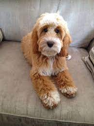 Pin By Lr On Dogs Cockapoo Puppies Cockapoo Puppies For Sale Puppies