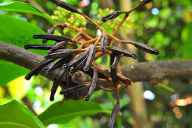 Image result for Pisonia