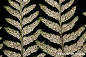 Image result for Pityrogramma