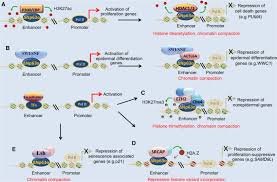 Sam peng is on mixcloud. Tp63 Links Chromatin Remodeling And Enhancer Reprogramming To Epidermal Differentiation And Squamous Cell Carcinoma Development Springerlink