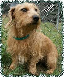 How much do wire dachshund puppies cost? Ozark Al Wirehaired Fox Terrier Meet Tippi A Pet For Adoption