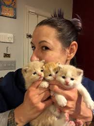 Kittensnatchers