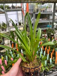 Dracula simia – Orchids Plaza