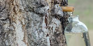 En suède, l'utilisation de la sève de bouleau est une vieille tradition, elle remplace le sucre et sert à préparer du vin. Les Meilleurs Supplements De Seve De Bouleau Comparatif Guide D Achat En Mars 2021