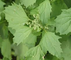 Image result for Chenopodiastrum