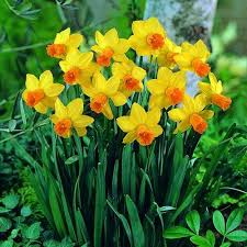 Jetfire Narcissus Flowering Height Short Up To 25cm Flowering Time Early Daffodils Plants Wonderful Flowers
