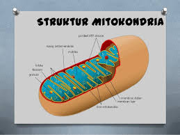 Setiap sel memiliki bagian atau isi selnya sendiri dimana sel tersebut dapat memenuhi kebutuhannya sendiri. Fungsi Mitokondria Pada Sel Tumbuhan Dan Hewan Nyontex Com