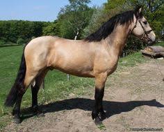 See more ideas about connemara, connemara pony, pony breeds. 16 Connemara Pony Ideas Connemara Pony Connemara Pony