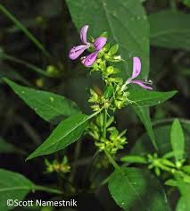 Image result for Dicliptera maculata