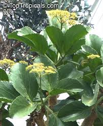 Image result for Cyphostemma lanigerum