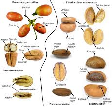 Image result for Tiliacora funifera