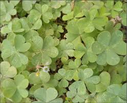 Image result for Oxalis corniculata