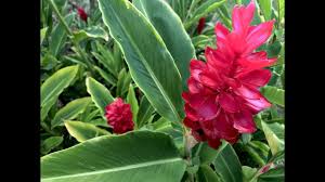 Thin out weak flower stalks, leaving 8 to 12 heavy stems per yard of row. Strange But Beautiful Ginger Flowers Youtube