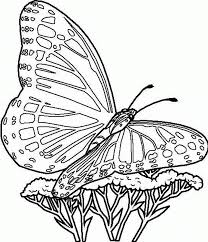 The original format for whitepages was a p. Free Printable Butterfly Coloring Pages For Kids