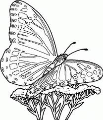 The butterfly coloring pages add spark to the kids' imagination and greatly enhance their creative skills. Free Printable Butterfly Coloring Pages For Kids