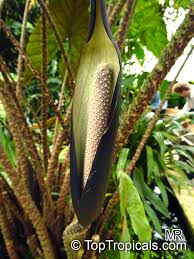 Image result for Disperis johnstonii