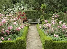Roses were a particular favorite flower of arabella's. Rose Garden Tips How To Grow Roses