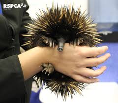 Winter Mating Season Is Here For The Echidna Please Keep An Eye Out On Our Roads As They May Be Attempting To Cross Australian Wildlife Echidna Animal Rescue