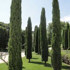 Cupressus Sempervirens Totem Southern Woods Cupressus Sempervirens Sempervirens Outdoor Landscaping
