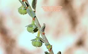 Image result for Andrachne ovalis