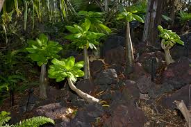 Image result for Alinula sp.