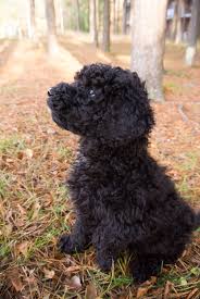 Spanish nouns have a gender, which is either feminine (like la mujer or la luna) or masculine (like el hombre or el sol). Spanish Water Dog Puppy 8 Weeks Old Dogpictures
