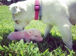 Check spelling or type a new query. Rejected Baby Piglets Find Love In The Most Surprising Of Places