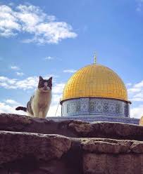 Maha Shaheen Adli Kullanicinin Alaqsa Mosque Panosundaki Pin Kudus Mekke Islam