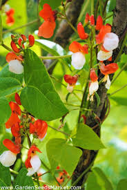 Maybe you would like to learn more about one of these? Home Garden Large Flowered French Bean Hestia For Indoor And Balcony Cultivation Garden Seeds Market Free Shipping