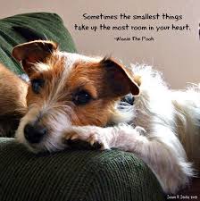 Sometimes The Smallest Things Take Up The Most Room In Your Heart Winnie Https Www Soumo E Jack Russell Jack Russell Terrier Jack Russell Puppies