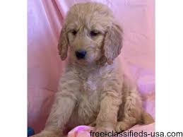 You are encouraged to view their website and confirm they have maltipoos for sale in michigan or if there is a waiting list involved. Goldendoodle Puppies For Sale Animals Fowlerville Michigan Announcement 58909