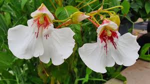 Image result for Impatiens irvingii