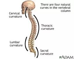 What Is The Difference Between A Vertebrate And An
