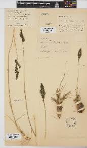 Image result for Sporobolus welwitschii