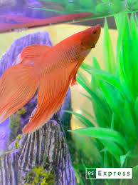 See more ideas about betta, betta fish, fish pet. Saffron Fish Pet Beta Fish Pets