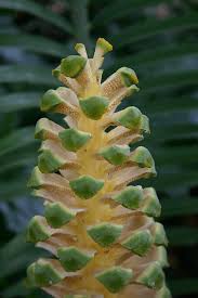 Image result for Encephalartos villosus
