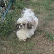 Chien Elevage De La Maison Du Ryez Eleveur De Chiens Shih Tzu Tel 02 35 93 82 56