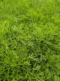 Image result for Ceratopteris thalictroides