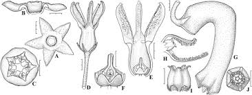 Image result for Ceropegia namuliensis