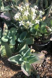 Image result for Kalanchoe marmorata