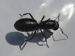 La fourmi balle de fusil est l'une des plus grandes espèces de fourmi au monde. Camponotus Vagus R La Plus Grande Fourmi De Mon Jardin Le Monde Des Insectes