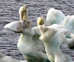 Life Preservers For Polar Bears On Sinking Arctic Ice Endangered Animals Animals Animals Of The World