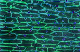 Animal cells cannot do photosynthesis since animal cells cannot convert. Plant Cell Accessscience From Mcgraw Hill Education