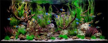 Deko Fur Aquarium Selber Machen 30 Kreative Ideen Tropisches Aquarium Aquarium Design Susswasseraquarium